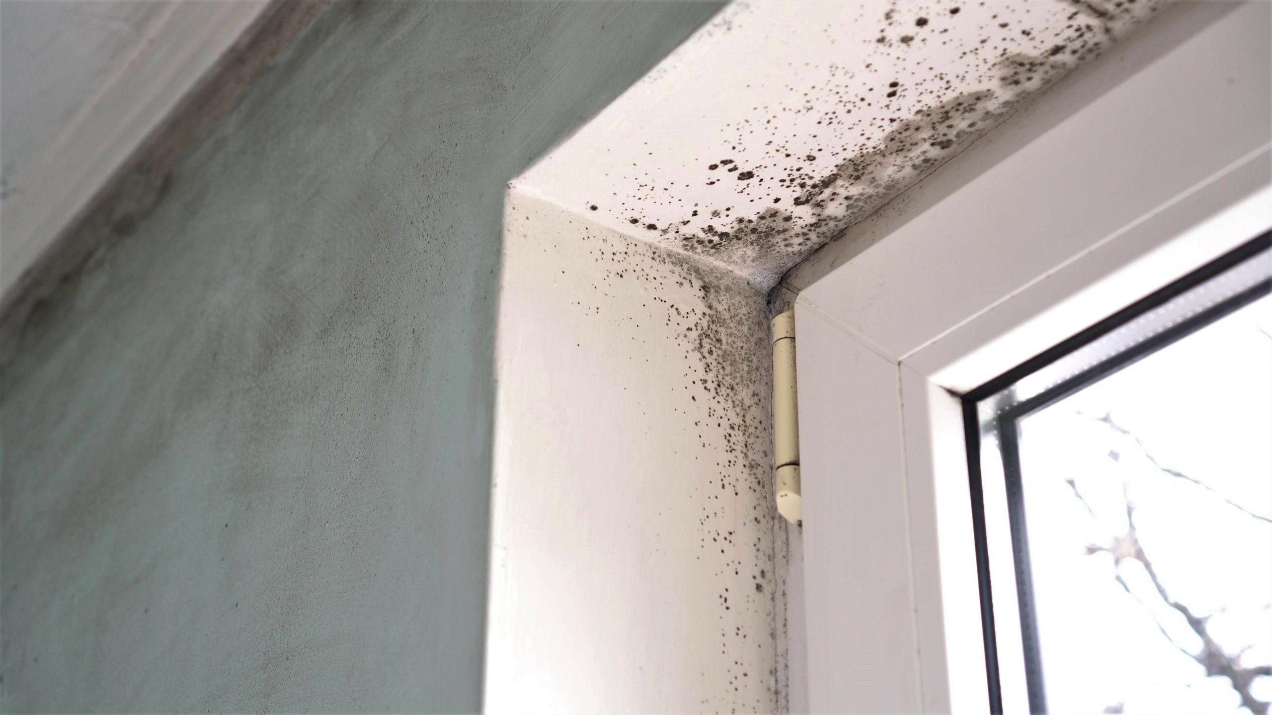 Odore di umidità: secchio e acqua per la pulizia di casa