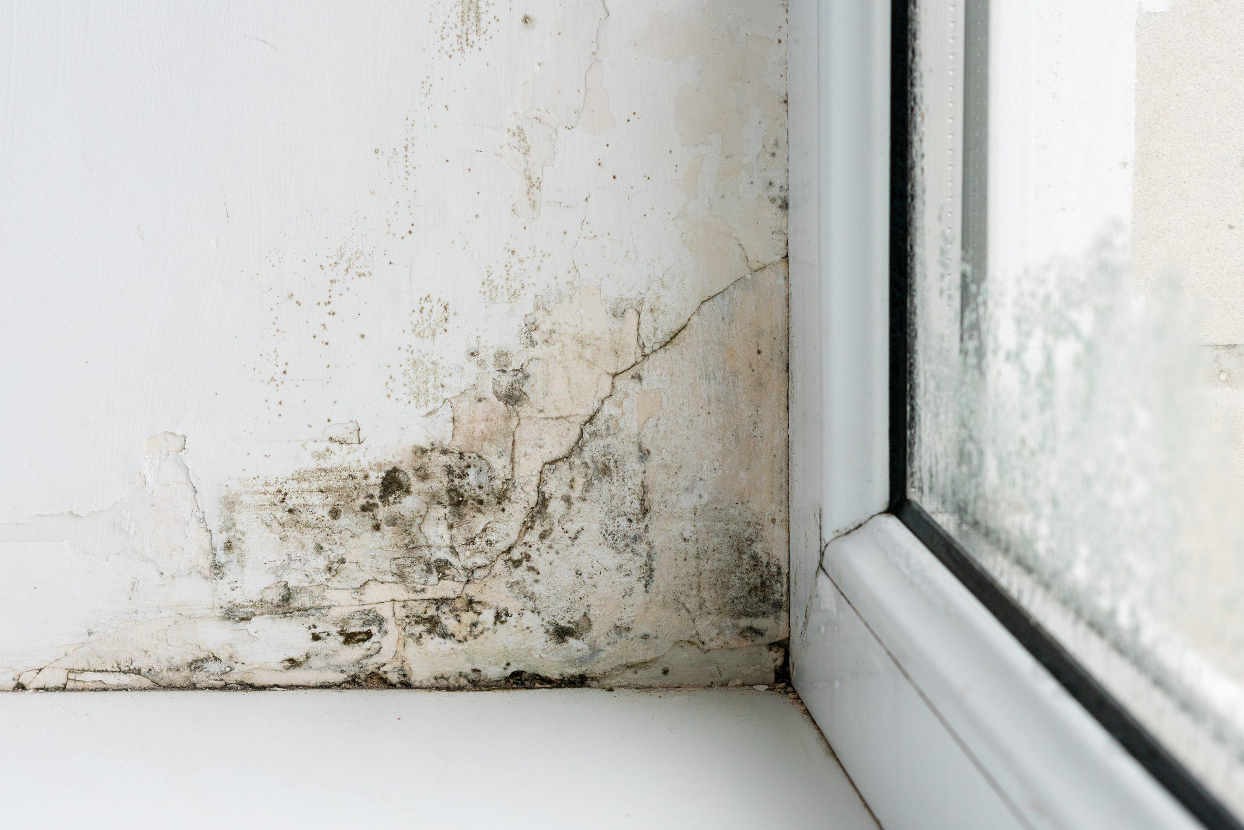 Muffa sul soffitto nell'angolo di una stanza