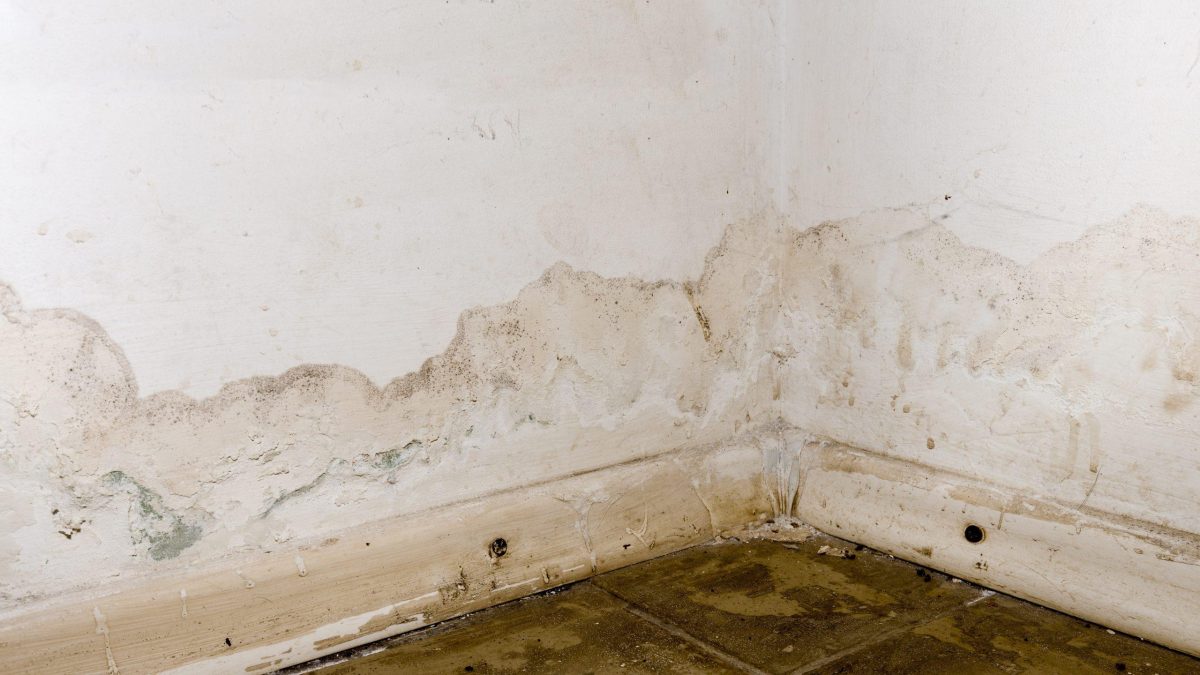 Muffa o risalita capillare su un muro con intonaco degradato